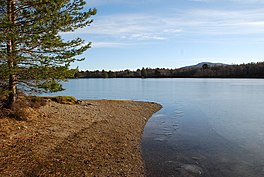 The foreshore if a lake, with pine trees on the edge