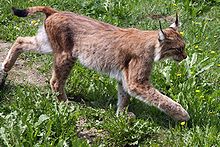 Le Lynx chasseur dans LYNX