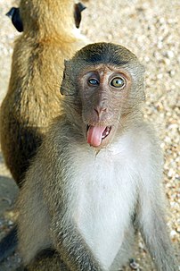 Un macaque crabier à Krabi (Thaïlande). (définition réelle 2 000 × 3 000)