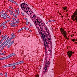A Plasmodium sporozoite traverses the cytoplasm of a mosquito midgut epithelial cell in this false-color electron micrograph.