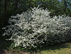 Malus sargentii