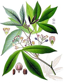 Иллюстрация листьев растений и цветов