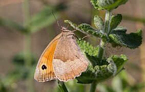 Myrtil sur une feuille de menthe