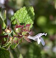 M. officinalis, flor, Mount Carmel, Israel