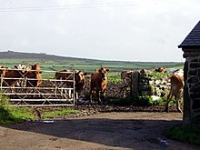 Milking time at Keigwin Milking time at Keigwin - geograph.org.uk - 72313.jpg