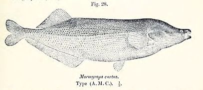 Mormyrops curtus