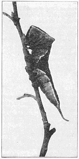 Fig. 20.Caterpillar of Puss Moth.