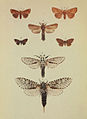 Moths of the British Isles Series2 Plate153.jpg