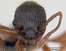 Myrmica sulcinodis