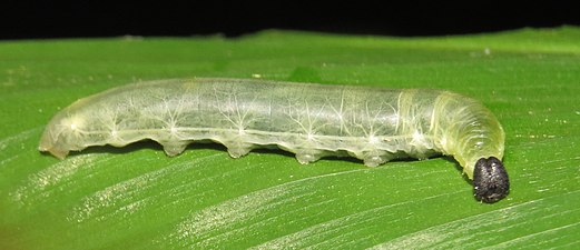 Larva