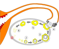 תמונה ממוזערת לגרסה מ־20:00, 21 ביוני 2009