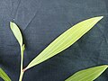 phyllodes d’Acacia mangium juvénile (en Guyane)