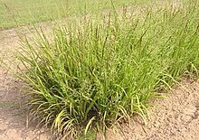 Panicum anceps.jpg