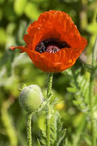 http://upload.wikimedia.org/wikipedia/commons/thumb/f/f1/Papaver%28Kirechko%29.jpg/200px-Papaver%28Kirechko%29.jpg