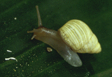 Partula radiolata.png