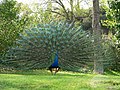 Pavo real