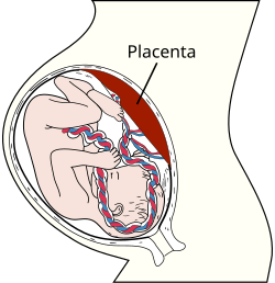 http://upload.wikimedia.org/wikipedia/commons/thumb/f/f1/Placenta.svg/250px-Placenta.svg.png