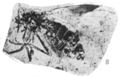 Plecia canadensis fossil