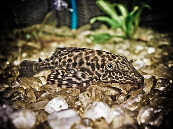 English: A Baby Plecostomus