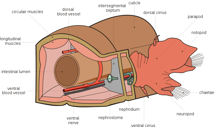 Анатомия многощетинкового червя (Polychaeta)