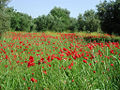 Feld mit Mohnblumen (von Christos)