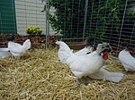 Coq et poules Hollandaise naine blanche à huppe noire