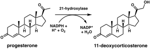 Reaction scheme showing hydroxylation of progesterone (top) and 17a-hydroxyprogesterone (bottom)
