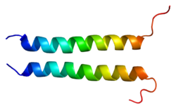 Protein CD247 PDB 2hac.png