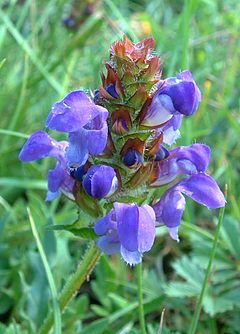 Prunella grandiflora: infloresko