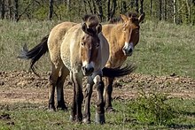 Przewalski Pferde in der Kernzone