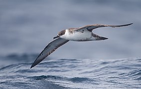 Puffinus gravis - SE Tasmania