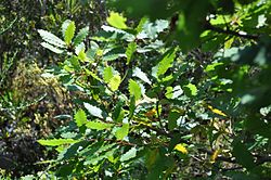 Quercus canariensis, löv.