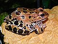 Una rana leopardo che muta e mangia la pelle.
