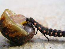 The larva of a glowworm (Lampyris noctiluca) attacking and eating a land snail Raupe schnecke.JPG