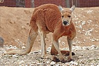 A red kangaroo Red kangaroo - melbourne zoo.jpg