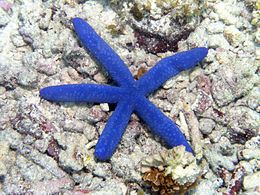 Kék tengeri csillag a természetes élőhelyén