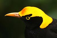 Regent Bowerbird, male