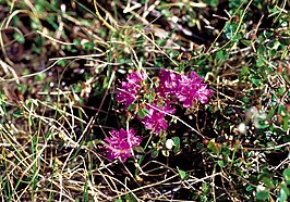 Rhododendron lapponicum