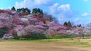 井川町のサムネイル