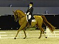 Selle français en concours de dressage