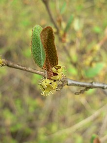 Staminate flowers of Shepherdia canadensis Shepherdia canadensis 38574.JPG