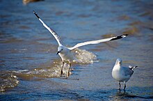 Two silver gulls, one standing, the other in flight