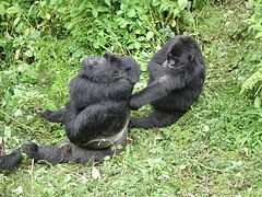 Male and female gorilla; gorillas have a polygynous mating system. Silverback.JPG