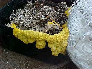 English: Slime mold growing out of bin of wet ...