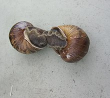 Snails mating in Los Angeles Snails mating in Los Angeles.jpg