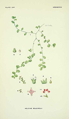 Soleirolia soleirolii illustration.jpg