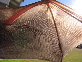 Bat Wing Membrane