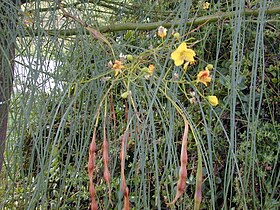 Parkinsonia aculeata