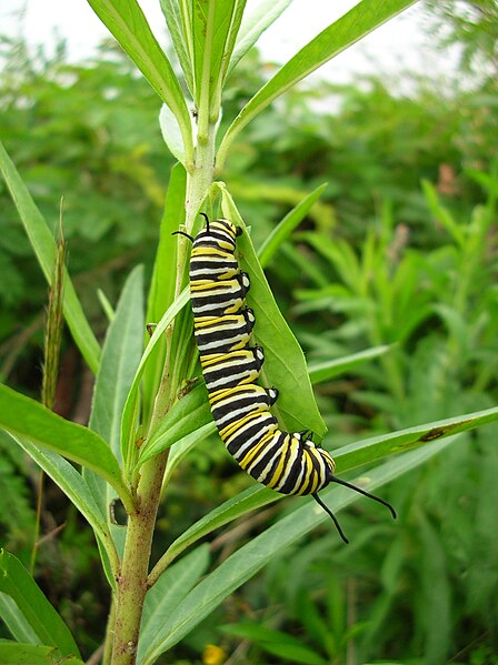 monarch larvae