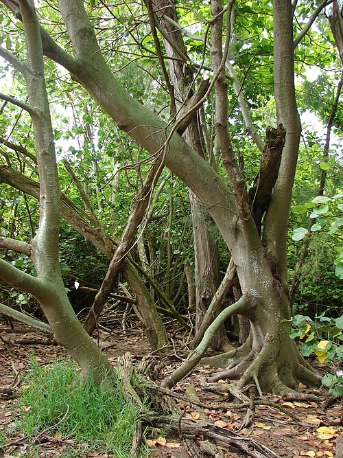 Ficus macrophylla